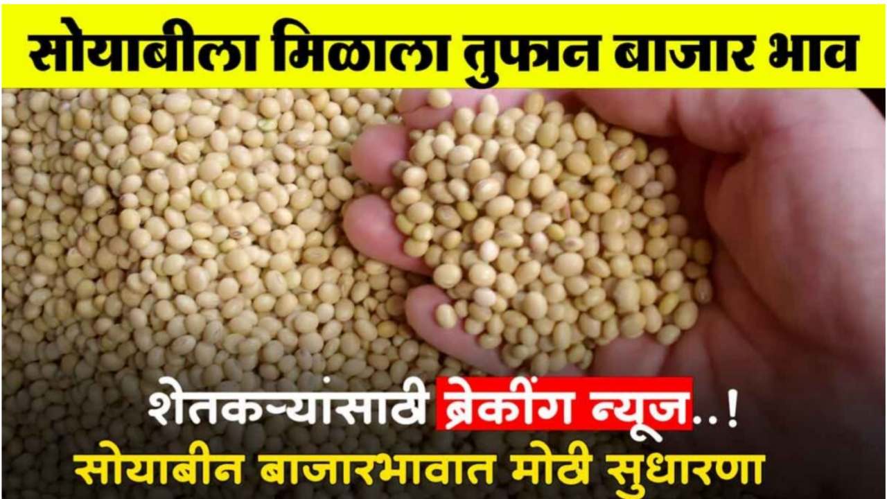 Soyabean Rate Today