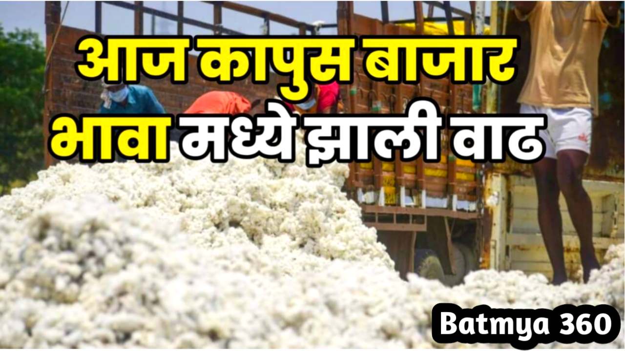 Cotton Price Today