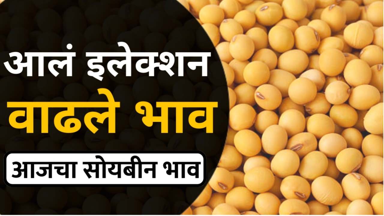 Soyabean Price Today